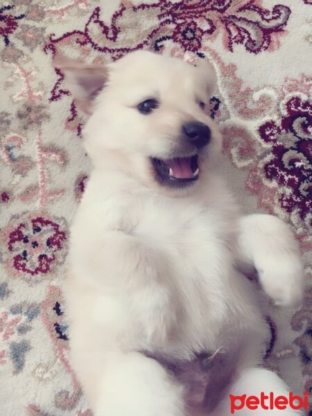 Golden Retriever, Köpek  Pasa fotoğrafı