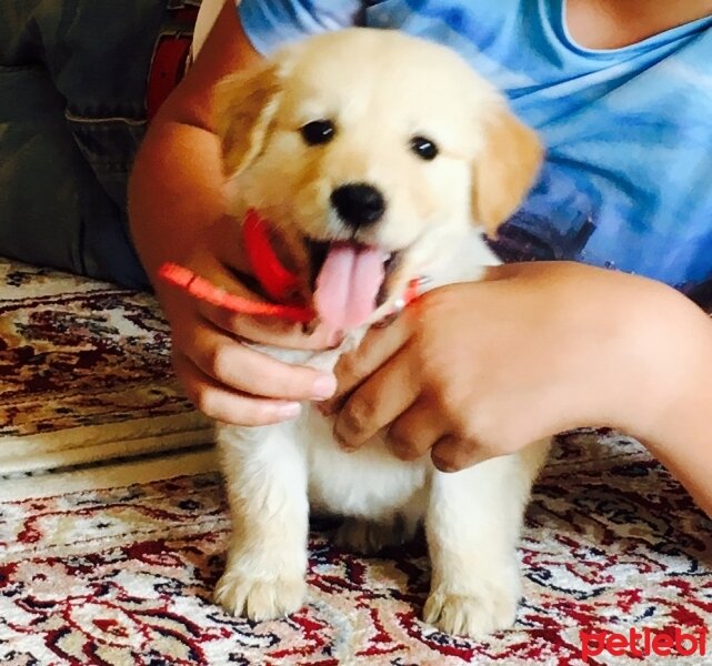 Golden Retriever, Köpek  Pasa fotoğrafı