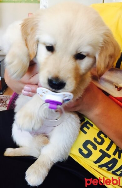 Golden Retriever, Köpek  Pasa fotoğrafı