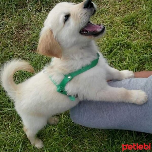 Golden Retriever, Köpek  Pasa fotoğrafı