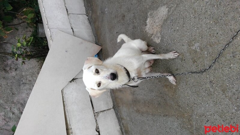 Labrador Retriever, Köpek  6 adet yavru fotoğrafı