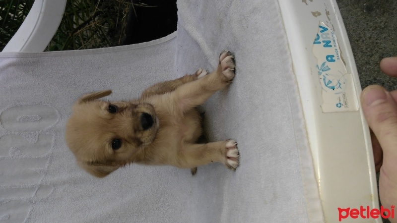 Labrador Retriever, Köpek  6 adet yavru fotoğrafı