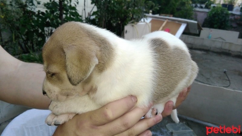 Labrador Retriever, Köpek  6 adet yavru fotoğrafı
