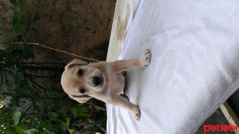 Labrador Retriever, Köpek  6 adet yavru fotoğrafı