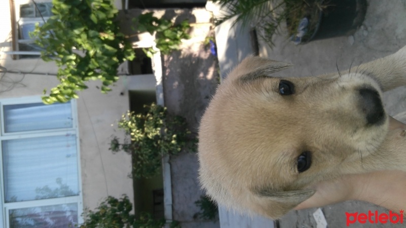 Labrador Retriever, Köpek  6 adet yavru fotoğrafı