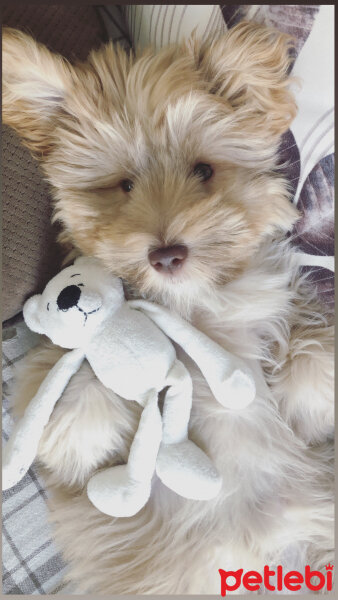 Maltese, Köpek  Bal fotoğrafı