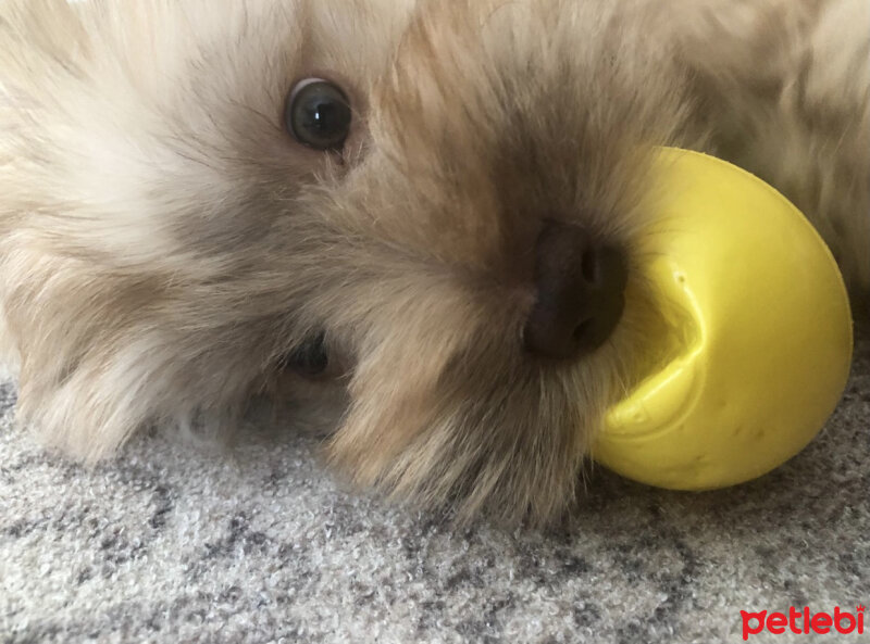 Maltese, Köpek  Bal fotoğrafı