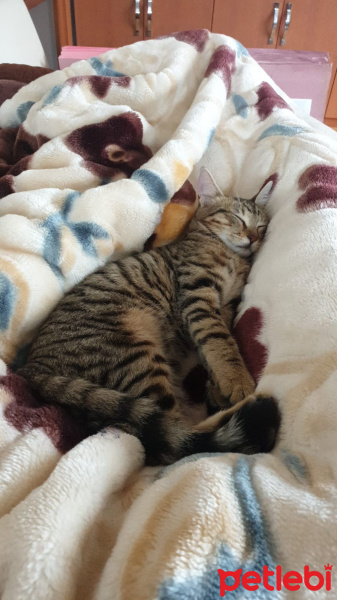 Tekir Kedi, Kedi  Boncuk fotoğrafı