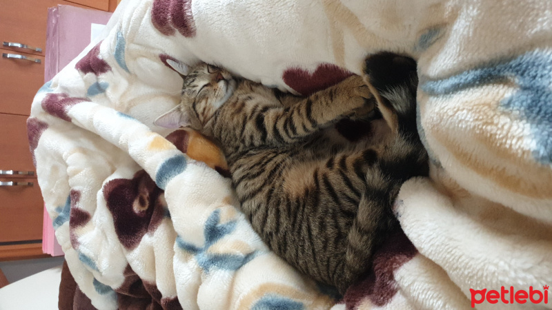 Tekir Kedi, Kedi  Boncuk fotoğrafı