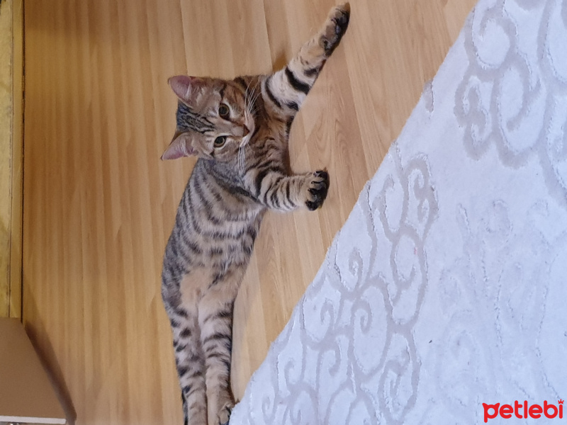 Tekir Kedi, Kedi  Boncuk fotoğrafı