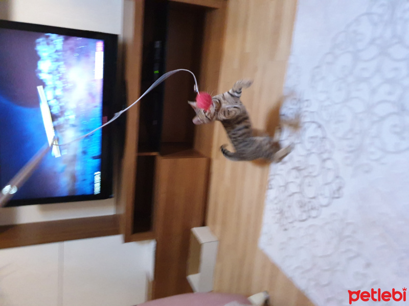 Tekir Kedi, Kedi  Boncuk fotoğrafı