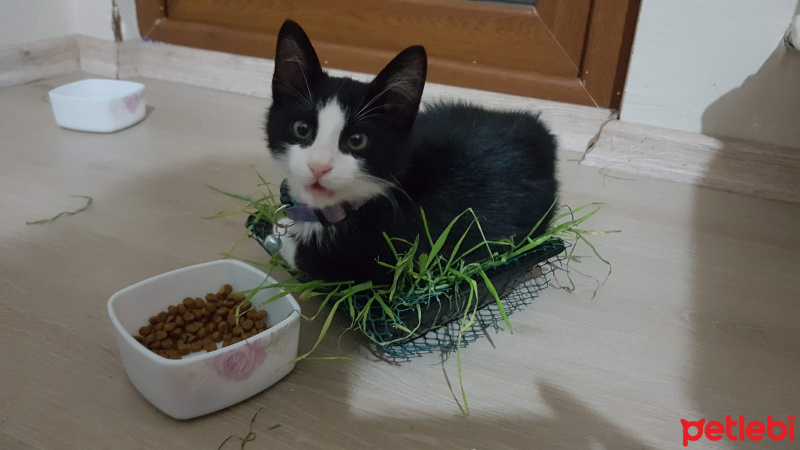 Tuxedo (Smokin) Kedi, Kedi  Jelibon fotoğrafı
