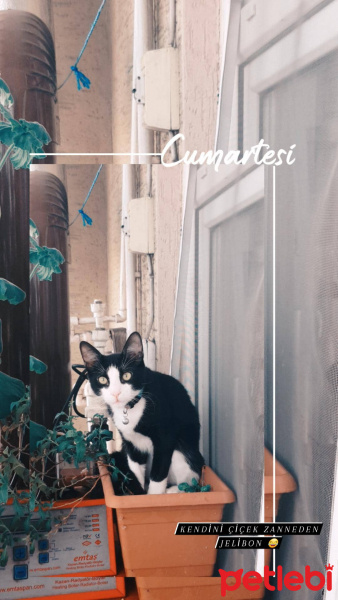 Tuxedo (Smokin) Kedi, Kedi  Jelibon fotoğrafı
