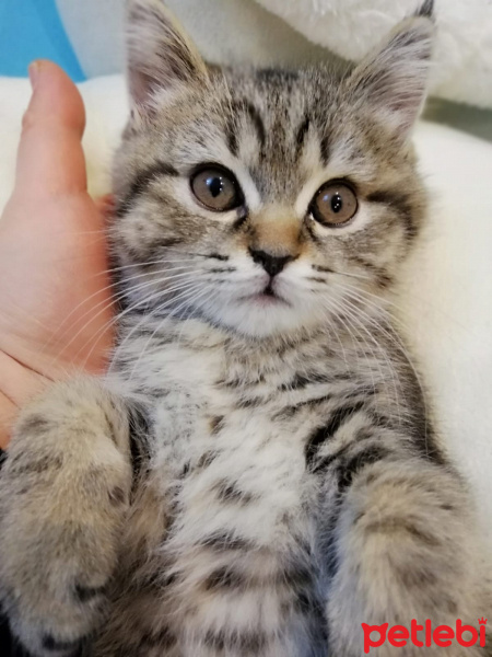 British Shorthair, Kedi  Lokum fotoğrafı