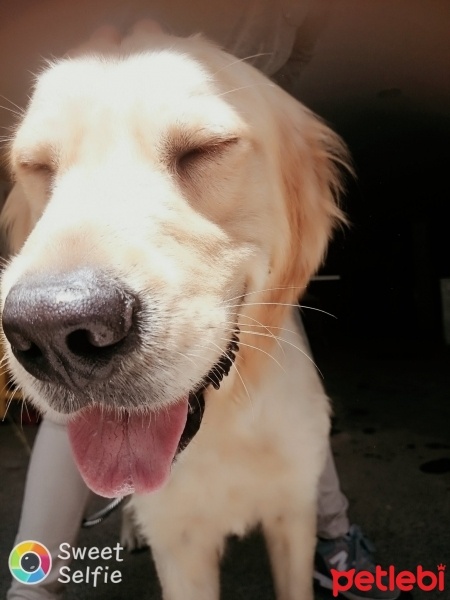 Golden Retriever, Köpek  Gölge fotoğrafı