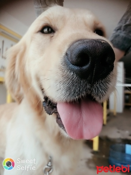 Golden Retriever, Köpek  Gölge fotoğrafı