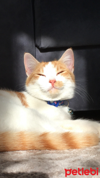 Sarman, Kedi  Puffy fotoğrafı