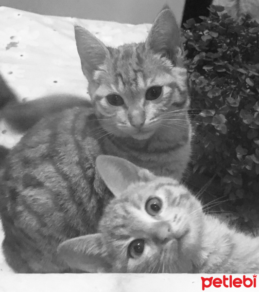 Sarman, Kedi  Puffy fotoğrafı
