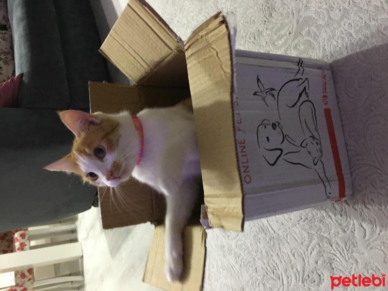 Sarman, Kedi  Puffy fotoğrafı