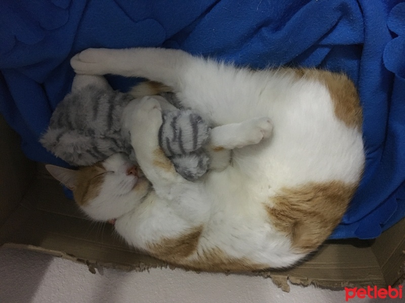 Sarman, Kedi  Puffy fotoğrafı