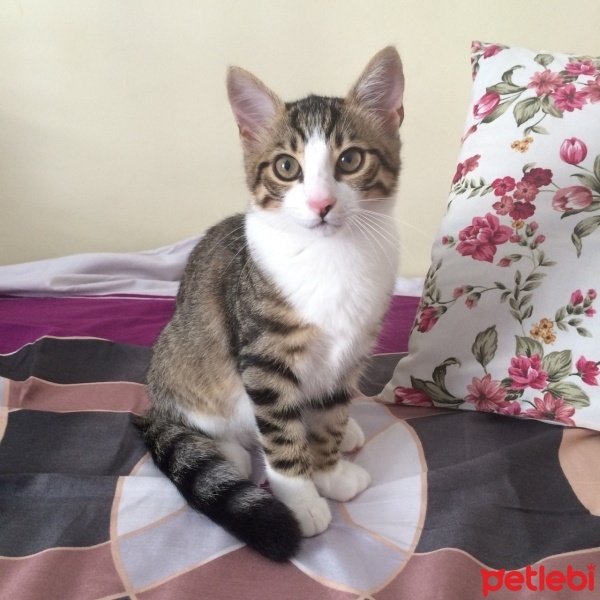 Tekir Kedi, Kedi  ALİSA fotoğrafı