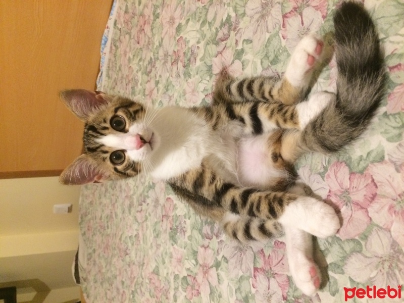 Tekir Kedi, Kedi  ALİSA fotoğrafı