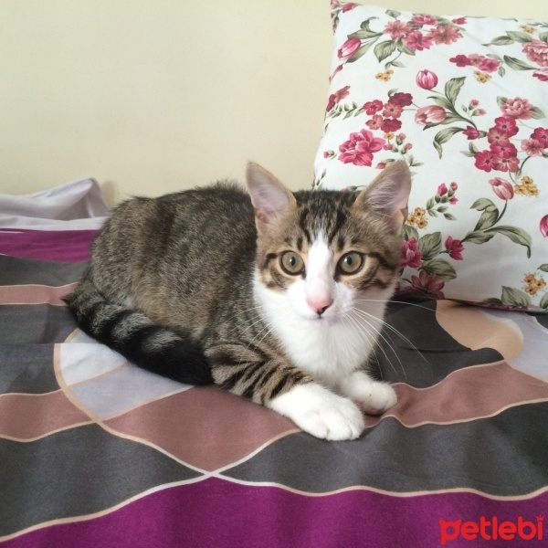 Tekir Kedi, Kedi  ALİSA fotoğrafı