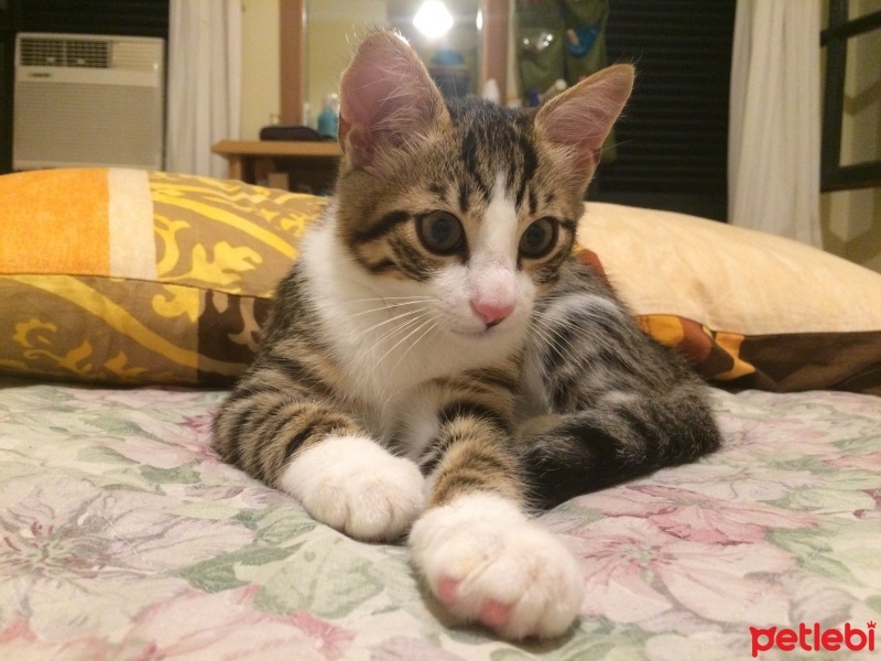 Tekir Kedi, Kedi  ALİSA fotoğrafı