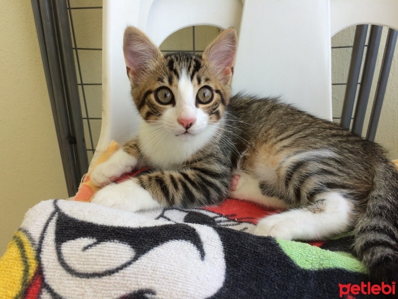 Tekir Kedi, Kedi  ALİSA fotoğrafı