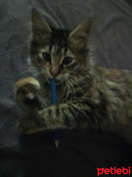 Tekir Kedi, Kedi  Beta fotoğrafı