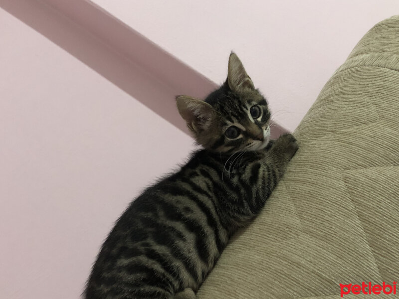 Tekir Kedi, Kedi  Kahve fotoğrafı