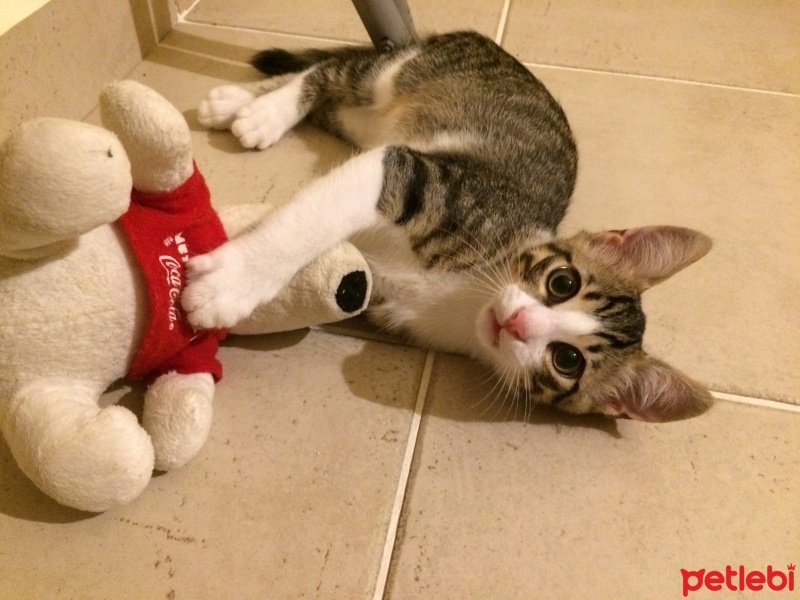 Tekir Kedi, Kedi  FELİX fotoğrafı