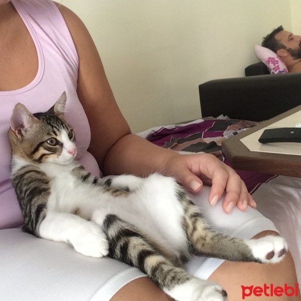 Tekir Kedi, Kedi  FELİX fotoğrafı
