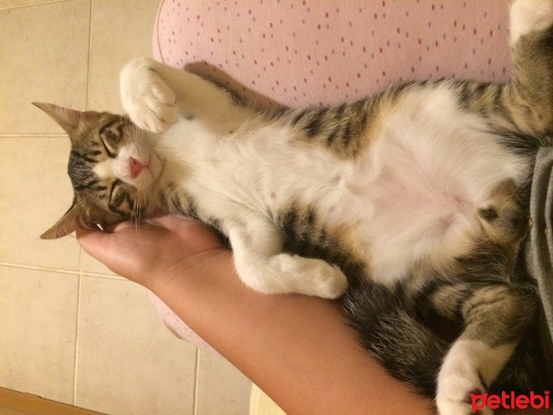 Tekir Kedi, Kedi  FELİX fotoğrafı