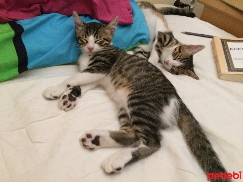 Tekir Kedi, Kedi  FELİX fotoğrafı