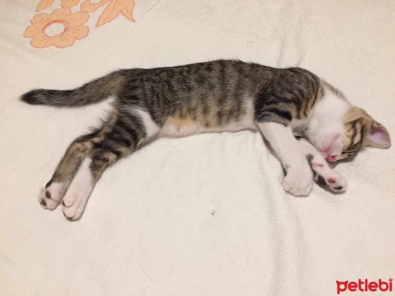 Tekir Kedi, Kedi  FELİX fotoğrafı