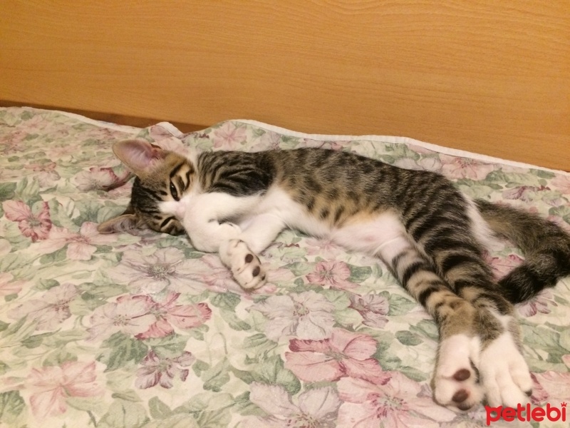 Tekir Kedi, Kedi  FELİX fotoğrafı