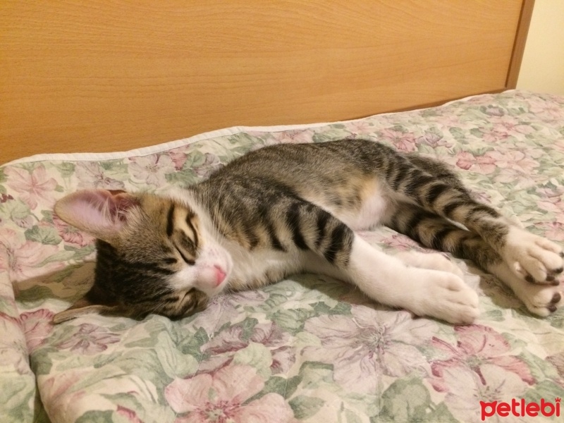 Tekir Kedi, Kedi  FELİX fotoğrafı