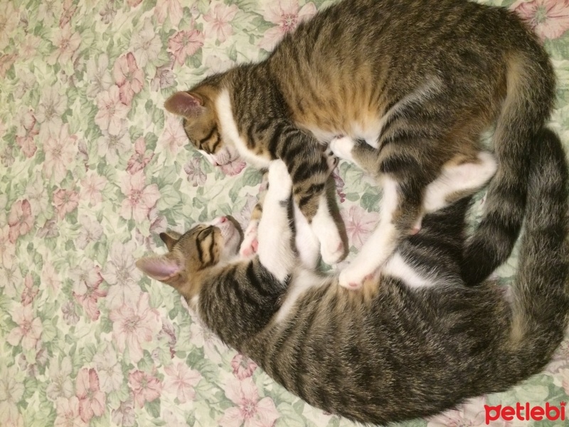 Tekir Kedi, Kedi  FELİX fotoğrafı