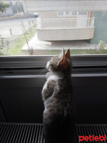 Tekir Kedi, Kedi  Şanslı fotoğrafı