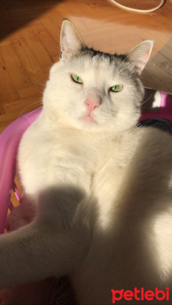 Tekir Kedi, Kedi  Pamuk fotoğrafı