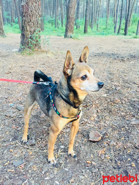 Minyatür Pinscher, Köpek  Çarli fotoğrafı