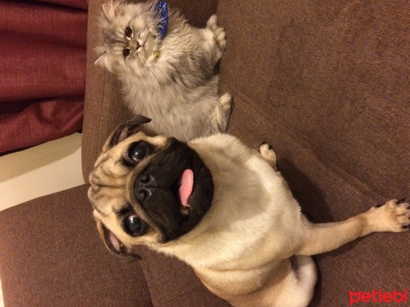Pug, Köpek  Haydar fotoğrafı