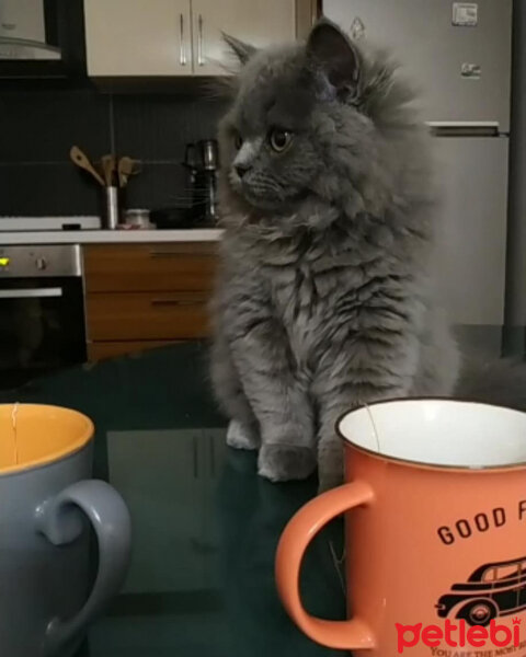 British Shorthair, Kedi  Tombiks fotoğrafı