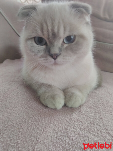 Scottish Fold, Kedi  Mia fotoğrafı