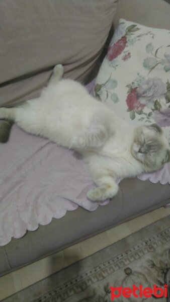 Scottish Fold, Kedi  Mia fotoğrafı