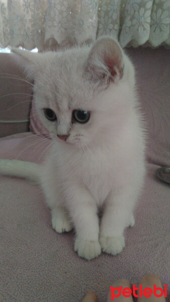 British Shorthair, Kedi  Ares fotoğrafı