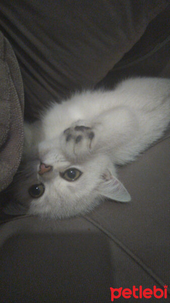 British Shorthair, Kedi  Ares fotoğrafı