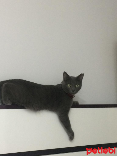 Mavi Rus, Kedi  miu su fotoğrafı