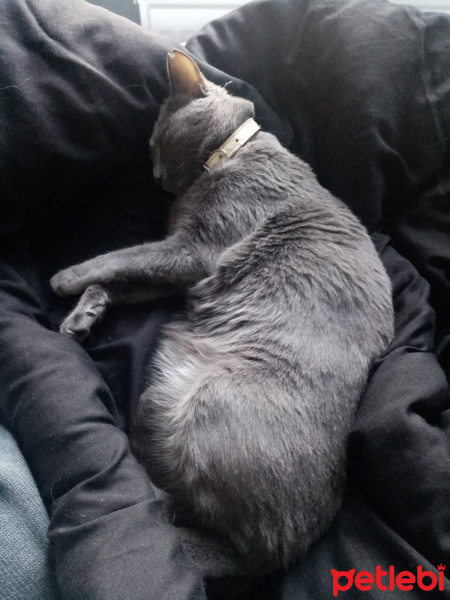 Mavi Rus, Kedi  miu su fotoğrafı